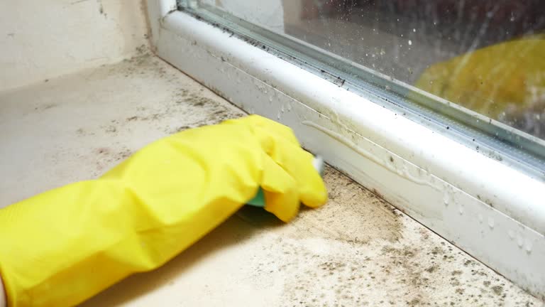 Mold Odor Removal Services